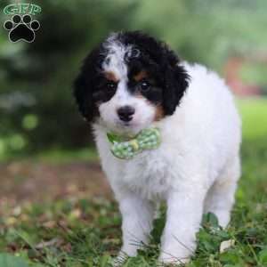 Blake, Mini Bernedoodle Puppy
